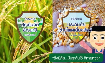 ประกันภัยข้าวนาปีและข้าวโพดเลี้ยงสัตว์ ปีการผลิต 2565 จากธนาคาร ธ.ก.ส.