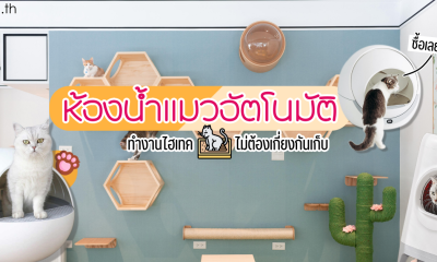 รีวิว 10 ห้องน้ำแมวอัตโนมัติ และห้องน้ำแมวอัจฉริยะ รุ่นยอดนิยม ยี่ห้อไหนดี 2022